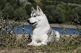 SIBERIAN HUSKY 648